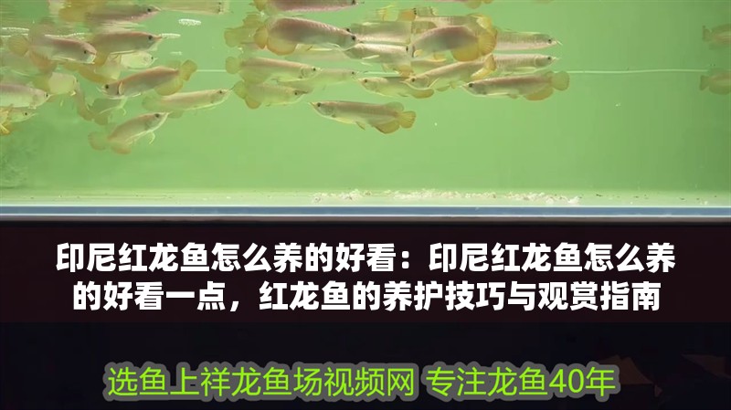 印尼紅龍魚怎么養(yǎng)的好看：印尼紅龍魚怎么養(yǎng)的好看一點，紅龍魚的養(yǎng)護技巧與觀賞指南