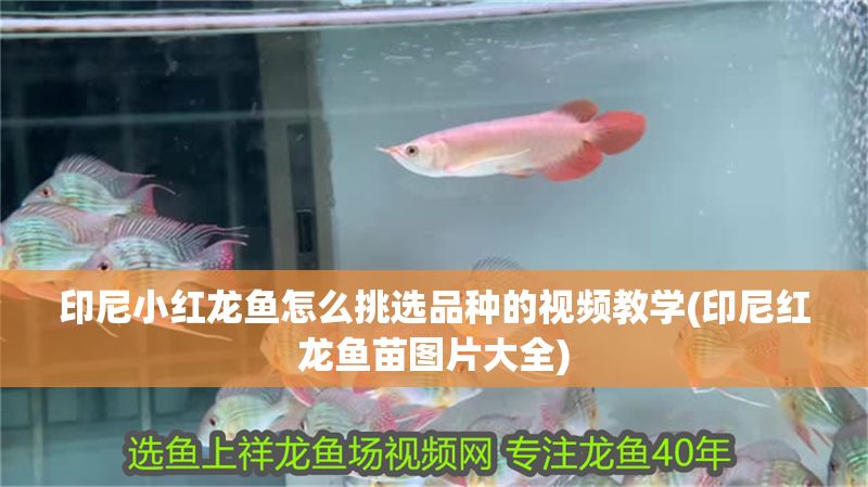 印尼小紅龍魚怎么挑選品種的視頻教學(xué)(印尼紅龍魚苗圖片大全)