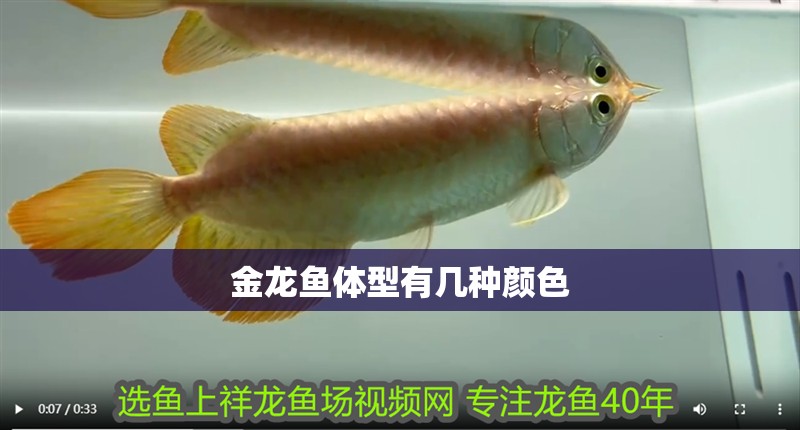 金龍魚體型有幾種顏色