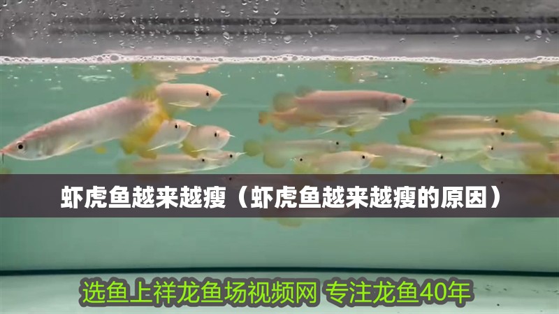 蝦虎魚越來越瘦（蝦虎魚越來越瘦的原因） 蝦虎魚越來越瘦（蝦虎魚越來越瘦的原因） 虎魚百科