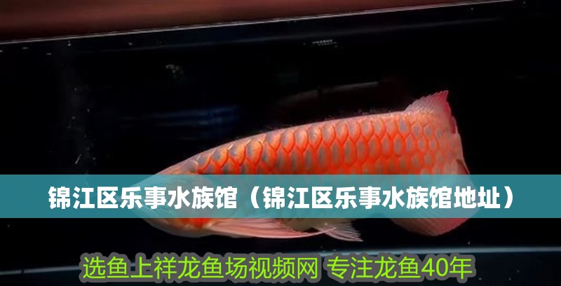 錦江區(qū)樂(lè)事水族館（錦江區(qū)樂(lè)事水族館地址）