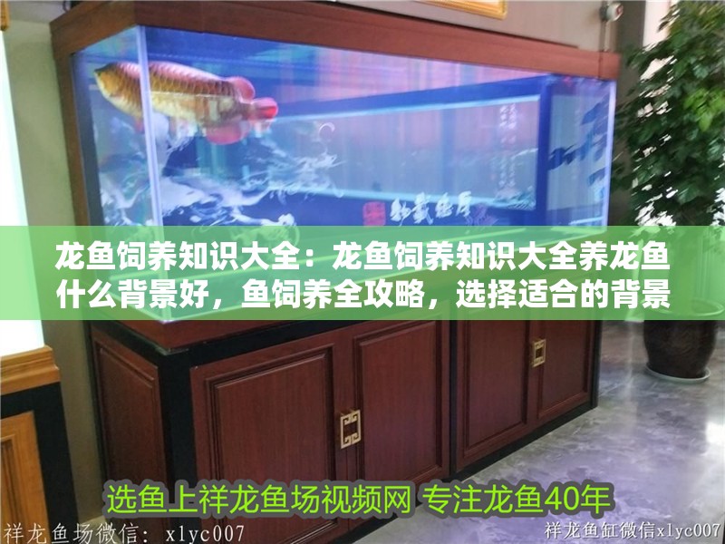 龍魚飼養知識大全：龍魚飼養知識大全養龍魚什么背景好，魚飼養全攻略，選擇適合的背景提升