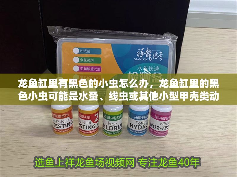 龍魚缸里有黑色的小蟲怎么辦，龍魚缸里的黑色小蟲可能是水蚤、線蟲或其他小型甲殼類動物
