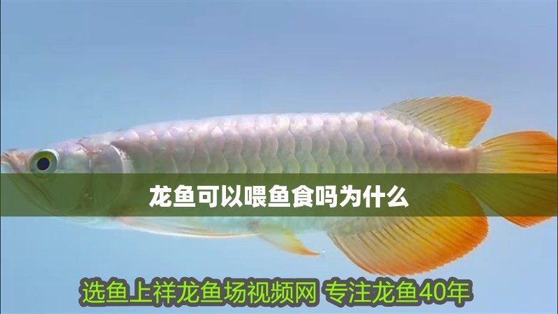 龍魚可以喂魚食嗎為什么