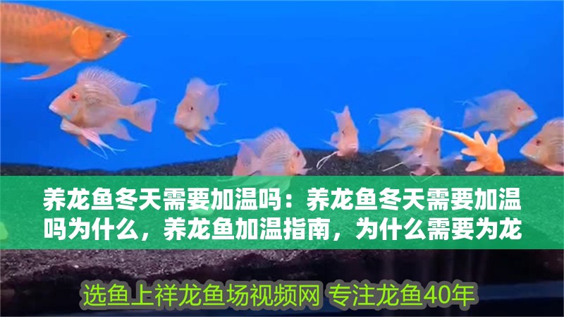養龍魚冬天需要加溫嗎：養龍魚冬天需要加溫嗎為什么，養龍魚加溫指南，為什么需要為龍魚加熱？