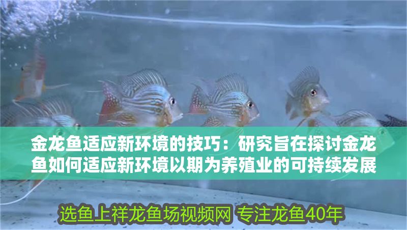 金龍魚適應新環境的技巧：研究旨在探討金龍魚如何適應新環境以期為養殖業的可持續發展