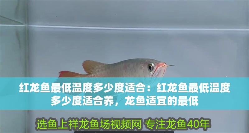 紅龍魚最低溫度多少度適合：紅龍魚最低溫度多少度適合養，龍魚適宜的最低