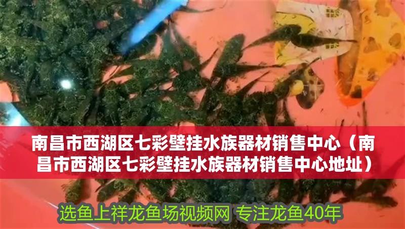 南昌市西湖區(qū)七彩壁掛水族器材銷(xiāo)售中心（南昌市西湖區(qū)七彩壁掛水族器材銷(xiāo)售中心地址）