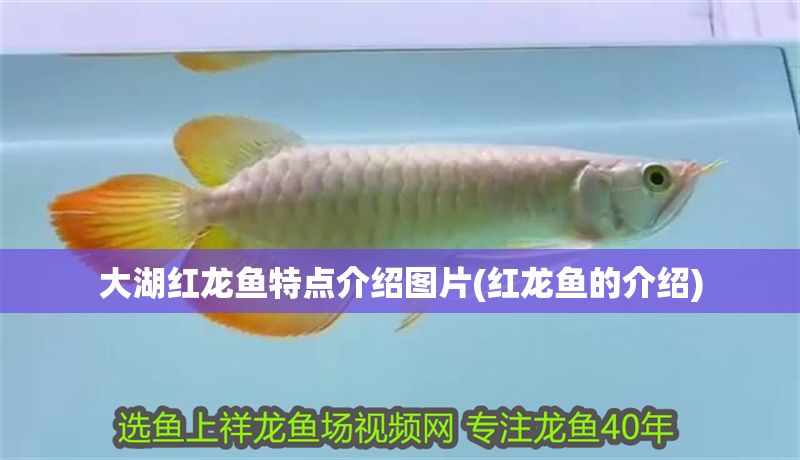 大湖紅龍魚特點(diǎn)介紹圖片(紅龍魚的介紹) 大湖紅龍魚百科 第1張 大湖紅龍魚特點(diǎn)介紹圖片(紅龍魚的介紹) 大湖紅龍魚特點(diǎn)介紹圖片(紅龍魚的介紹) 大湖紅龍魚百科 第1張