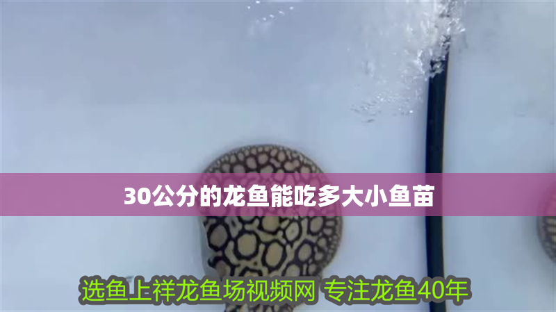 30公分的龍魚能吃多大小魚苗