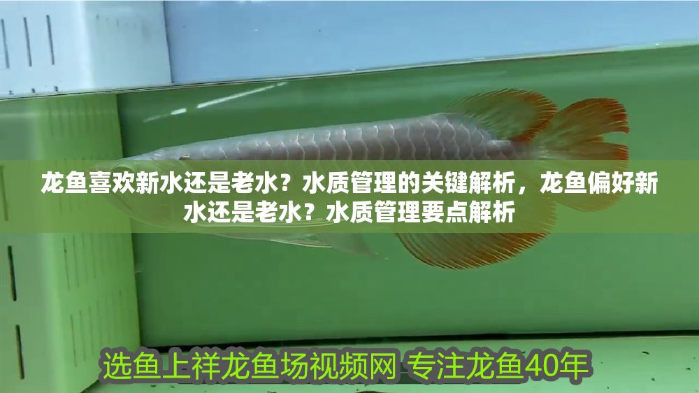 龍魚喜歡新水還是老水？水質管理的關鍵解析，龍魚偏好新水還是老水？水質管理要點解析