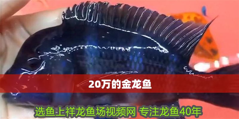20萬的金龍魚