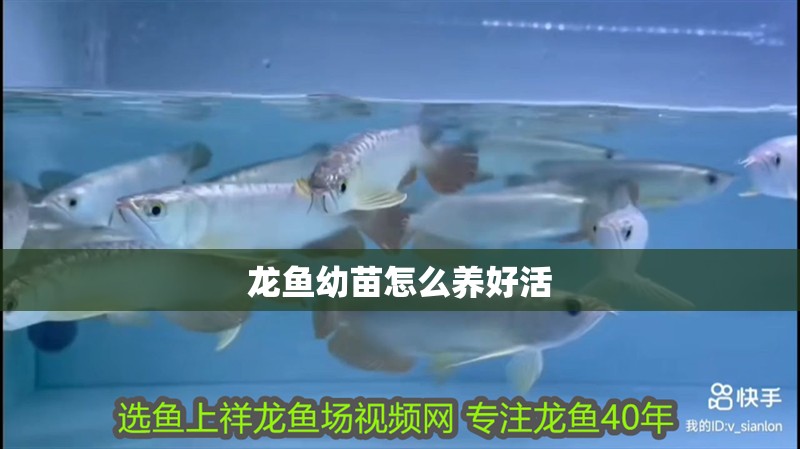 龍魚幼苗怎么養好活 龍魚百科 第2張 龍魚幼苗怎么養好活 龍魚幼苗怎么養好活 龍魚百科 第2張