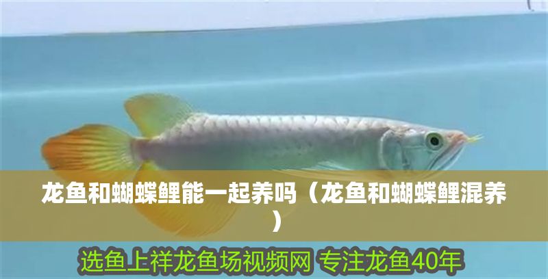 龍魚和蝴蝶鯉能一起養嗎（龍魚和蝴蝶鯉混養）