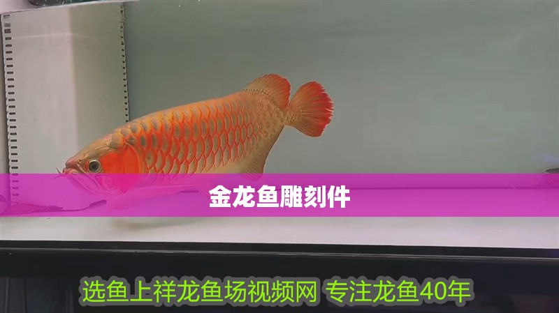 金龍魚雕刻件