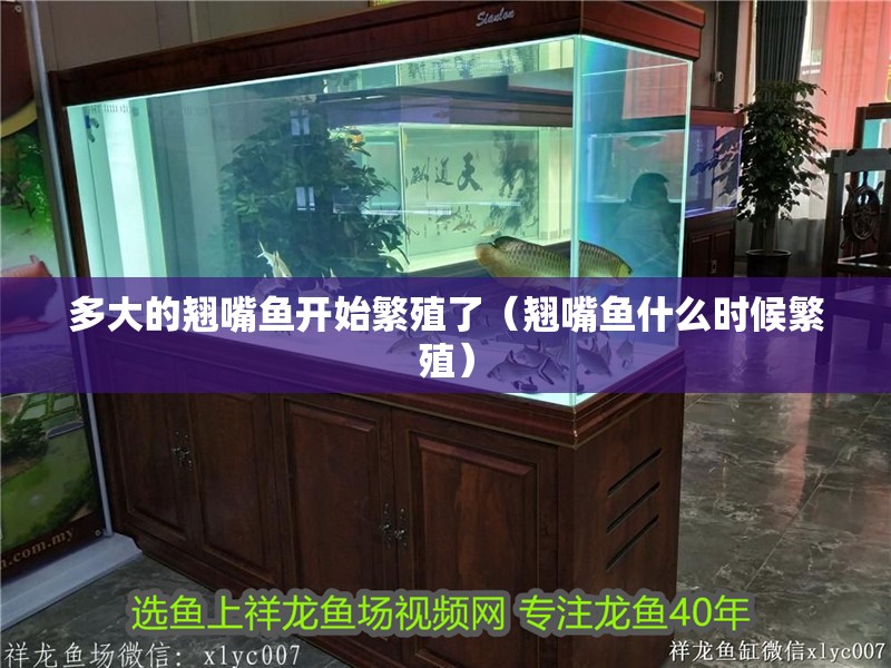 多大的翹嘴魚開始繁殖了（翹嘴魚什么時候繁殖）