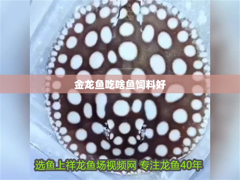 金龍魚吃啥魚飼料好