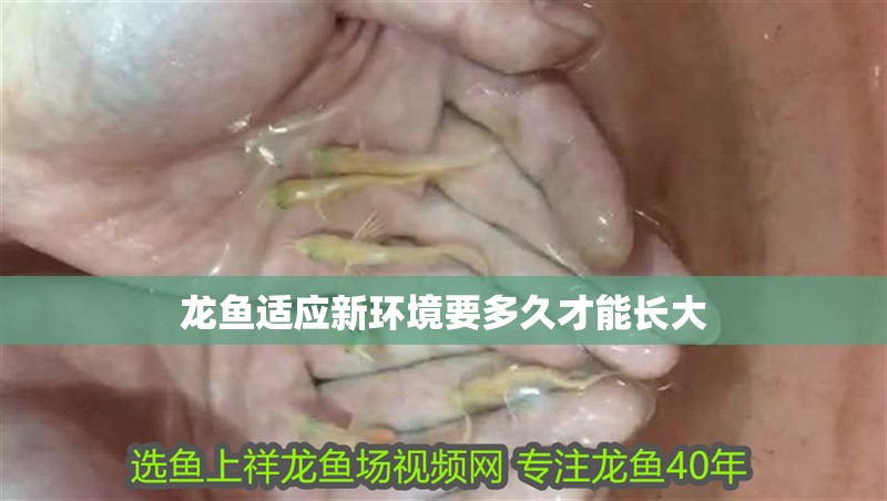 龍魚適應新環境要多久才能長大