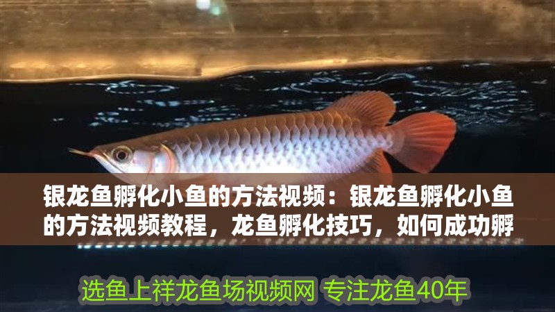 銀龍魚孵化小魚的方法視頻：銀龍魚孵化小魚的方法視頻教程，龍魚孵化技巧，如何成功孵化小魚