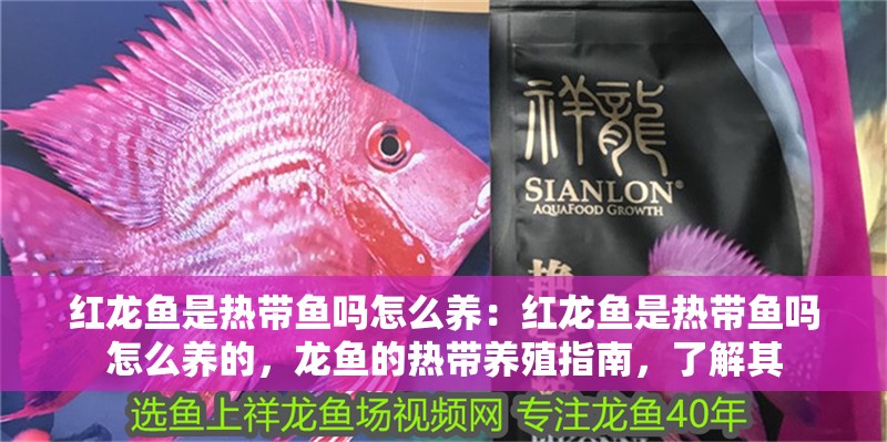 紅龍魚是熱帶魚嗎怎么養：紅龍魚是熱帶魚嗎怎么養的，龍魚的熱帶養殖指南，了解其