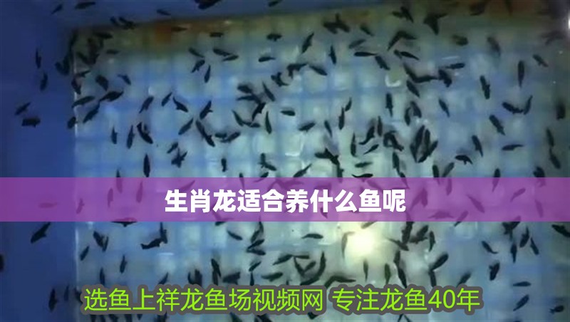 生肖龍適合養什么魚呢