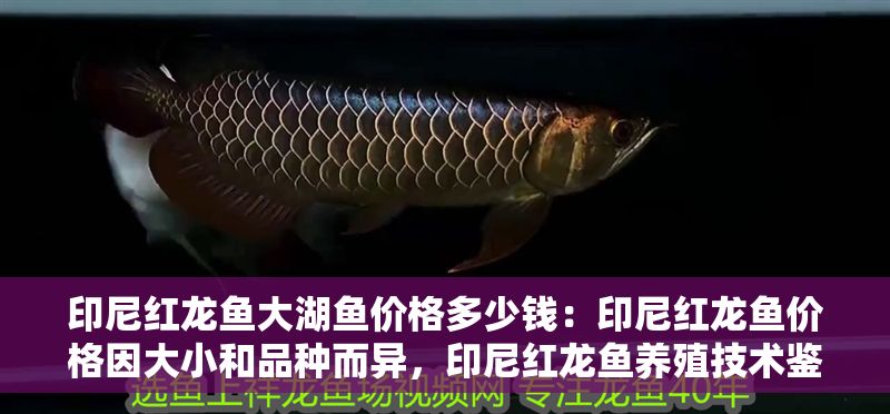 印尼紅龍魚大湖魚價格多少錢：印尼紅龍魚價格因大小和品種而異，印尼紅龍魚養殖技術鑒別方法