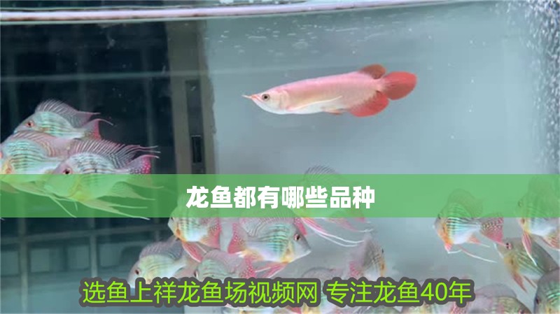 龍魚都有哪些品種