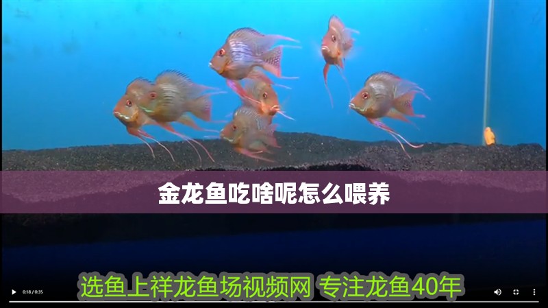 金龍魚吃啥呢怎么喂養(yǎng)