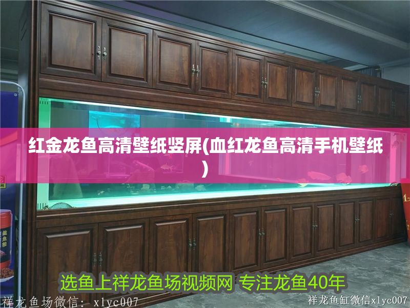 紅金龍魚高清壁紙豎屏(血紅龍魚高清手機壁紙)