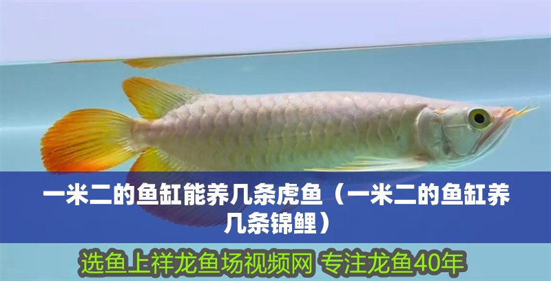 一米二的魚缸能養幾條虎魚（一米二的魚缸養幾條錦鯉）