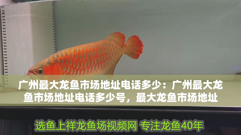 廣州最大龍魚市場地址電話多少：廣州最大龍魚市場地址電話多少號，最大龍魚市場地址