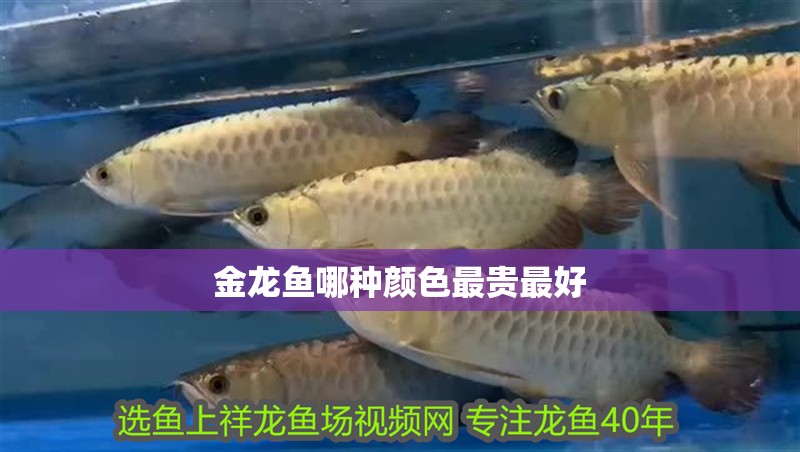 金龍魚哪種顏色最貴最好