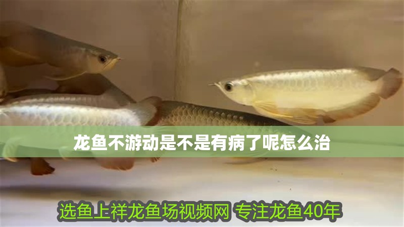 龍魚不游動是不是有病了呢怎么治