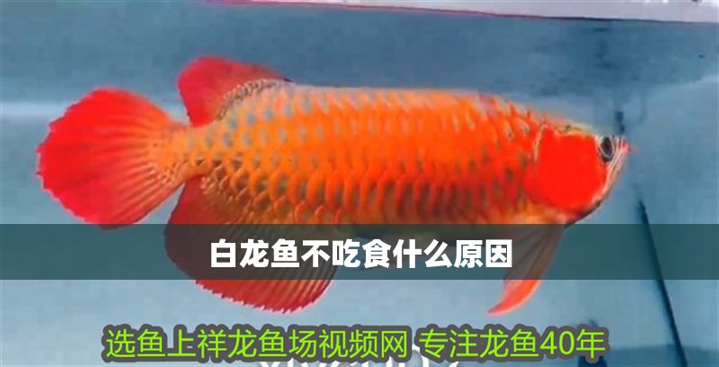白龍魚(yú)不吃食什么原因