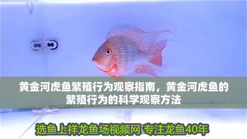 黃金河虎魚繁殖行為觀察指南，黃金河虎魚的繁殖行為的科學觀察方法