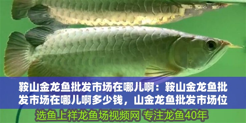 鞍山金龍魚批發市場在哪兒啊：鞍山金龍魚批發市場在哪兒啊多少錢，山金龍魚批發市場位置及價格指南