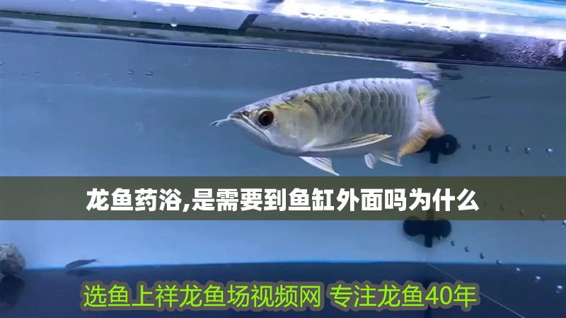 龍魚藥浴,是需要到魚缸外面嗎為什么