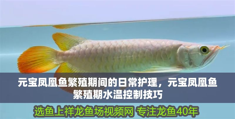 元寶鳳凰魚繁殖期間的日常護(hù)理，元寶鳳凰魚繁殖期水溫控制技巧
