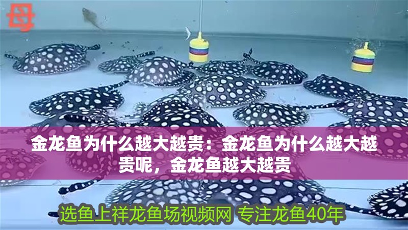 金龍魚為什么越大越貴：金龍魚為什么越大越貴呢，金龍魚越大越貴