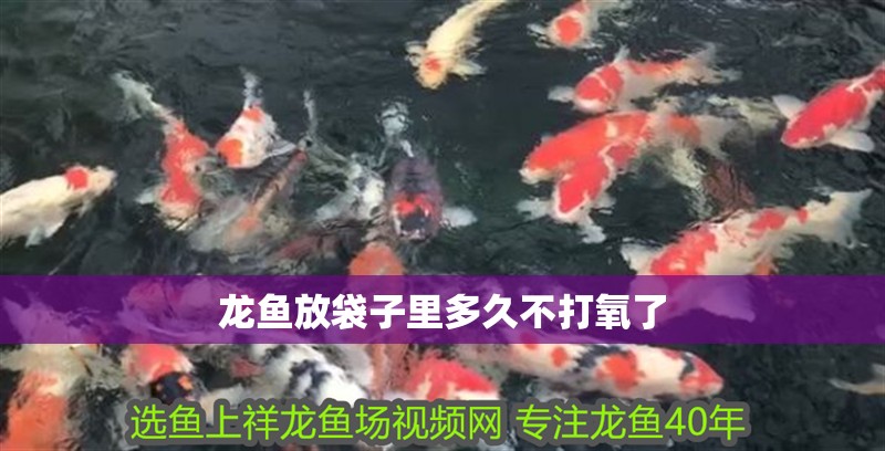 龍魚放袋子里多久不打氧了