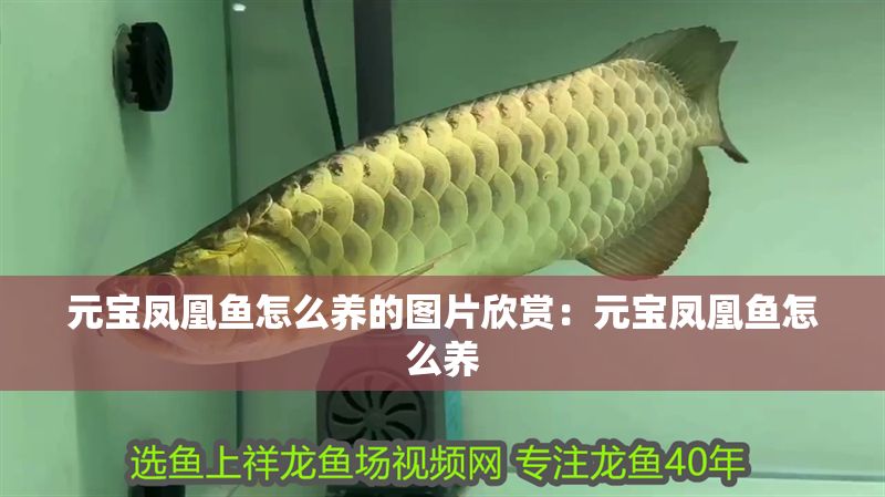元寶鳳凰魚怎么養(yǎng)的圖片欣賞：元寶鳳凰魚怎么養(yǎng)