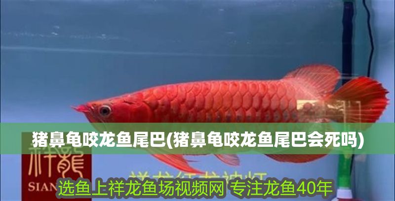 豬鼻龜咬龍魚尾巴(豬鼻龜咬龍魚尾巴會死嗎)