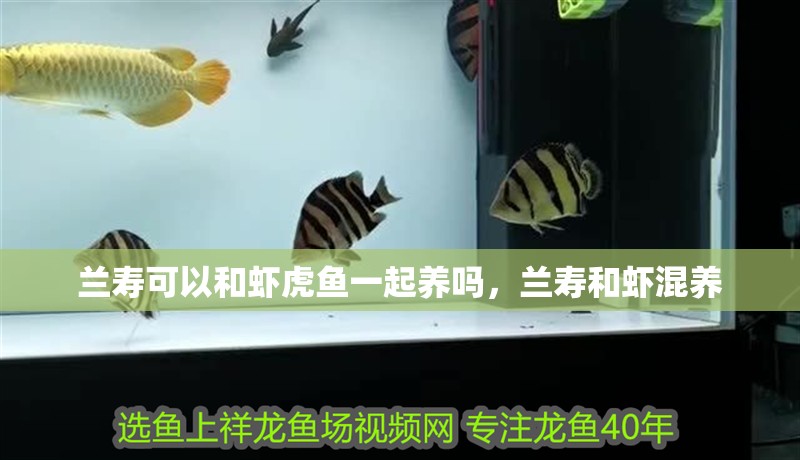 蘭壽可以和蝦虎魚一起養嗎，蘭壽和蝦混養