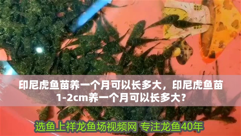 印尼虎魚苗養(yǎng)一個(gè)月可以長多大，印尼虎魚苗1-2cm養(yǎng)一個(gè)月可以長多大？