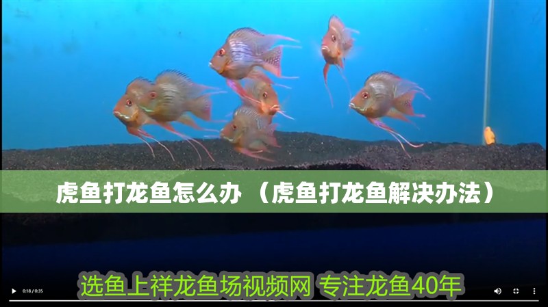 虎魚打龍魚怎么辦 （虎魚打龍魚解決辦法）