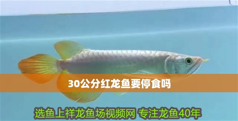 30公分紅龍魚要停食嗎