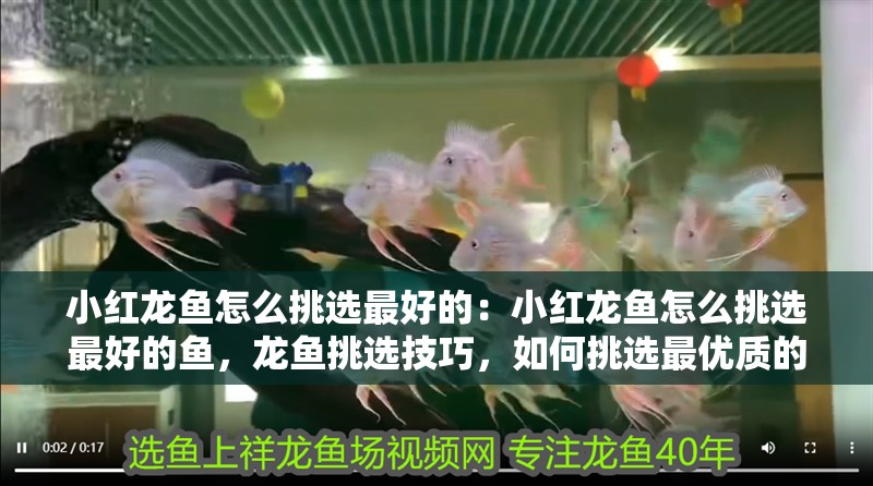 小紅龍魚怎么挑選最好的：小紅龍魚怎么挑選最好的魚，龍魚挑選技巧，如何挑選最優質的
