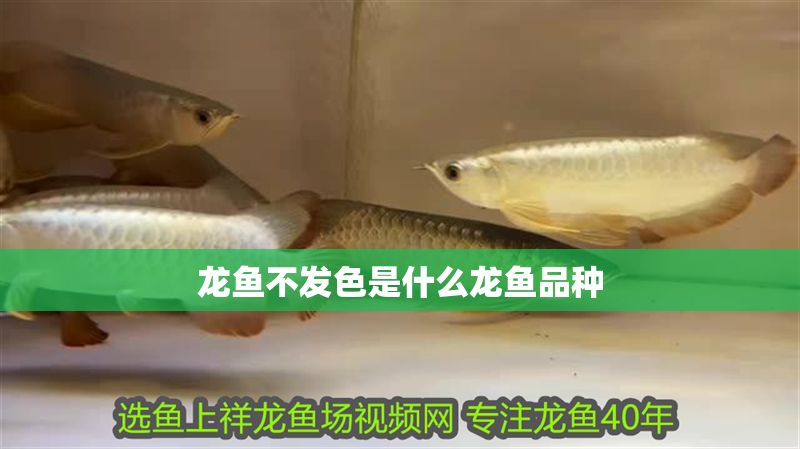 龍魚不發色是什么龍魚品種