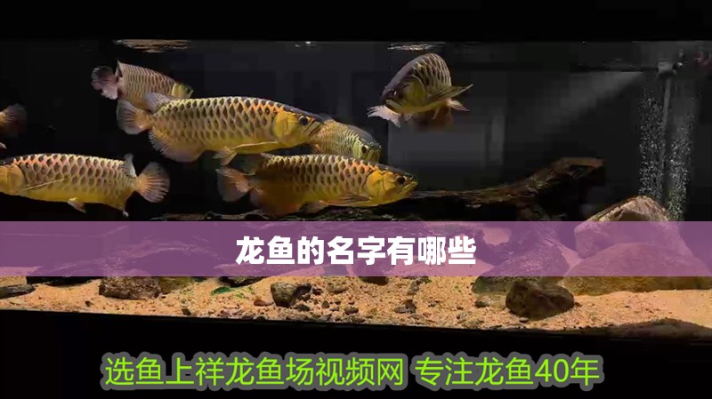 龍魚的名字有哪些