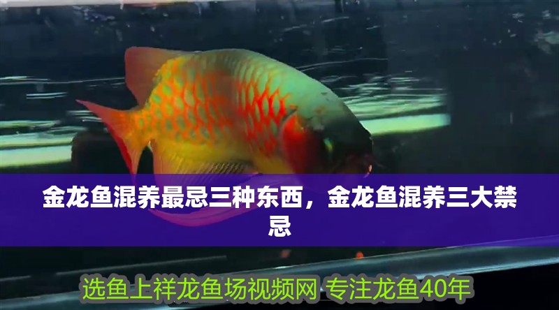 金龍魚混養(yǎng)最忌三種東西，金龍魚混養(yǎng)三大禁忌
